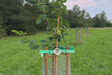 Baum gepflanzt