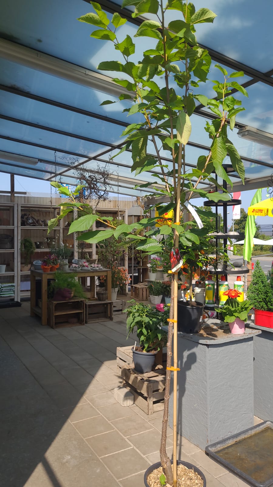 Kirschbaum